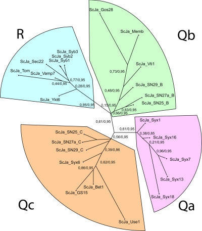 SNARE classification