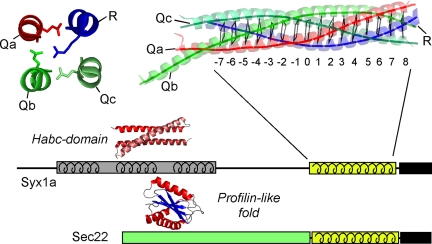 SNARE conformation